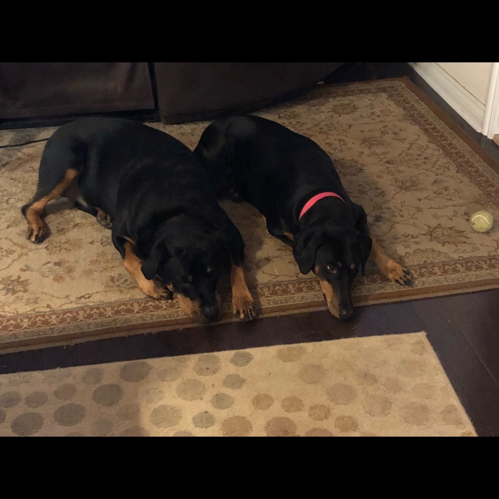 My beautiful babies!!!🐾🐾🐾